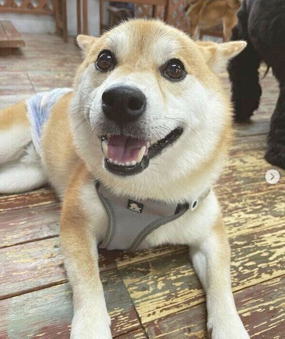 笑顔のしらすくん