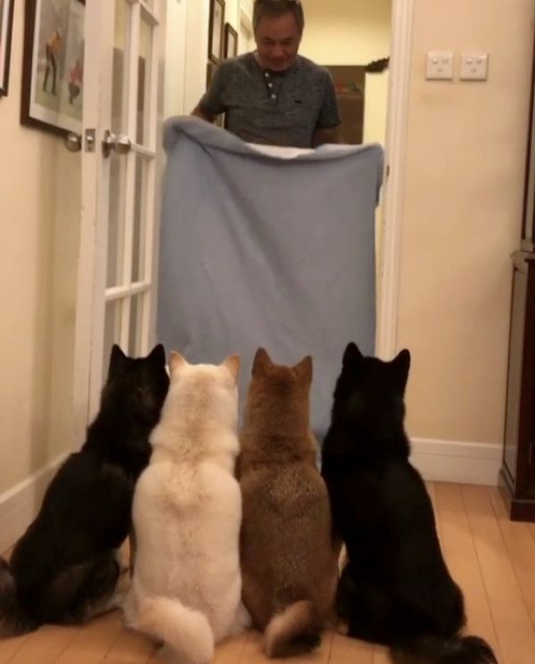 シーツを使ったトリックに挑戦する犬