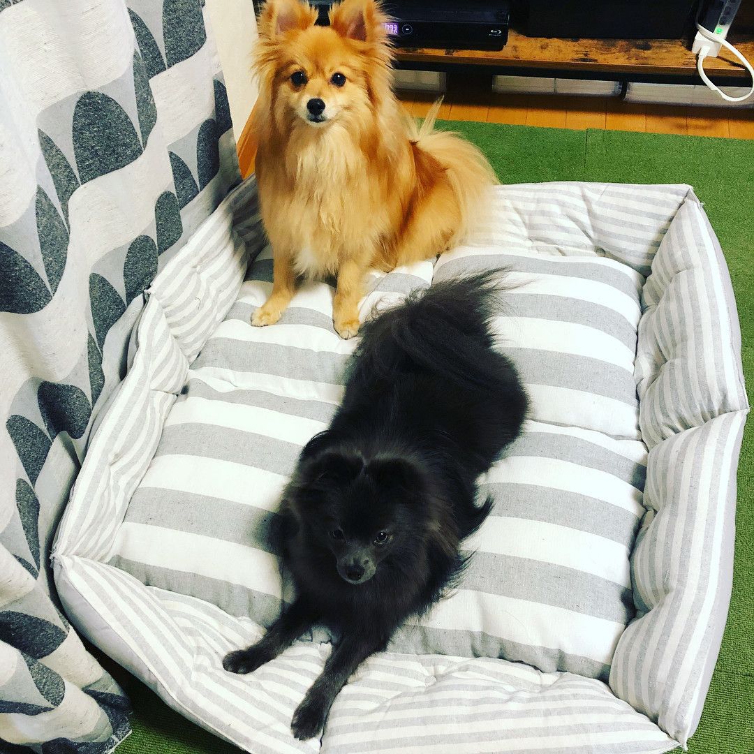 ベッドの上のポメラニアン