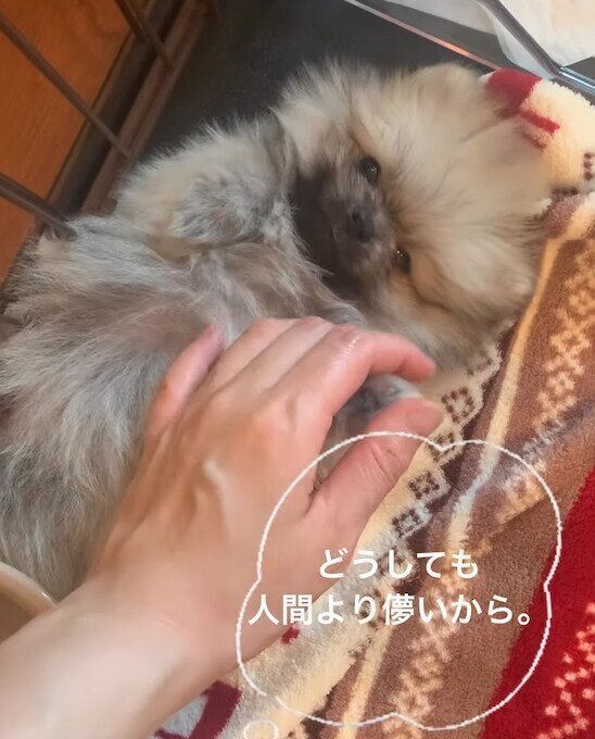 寝転がるたぬ彦くん