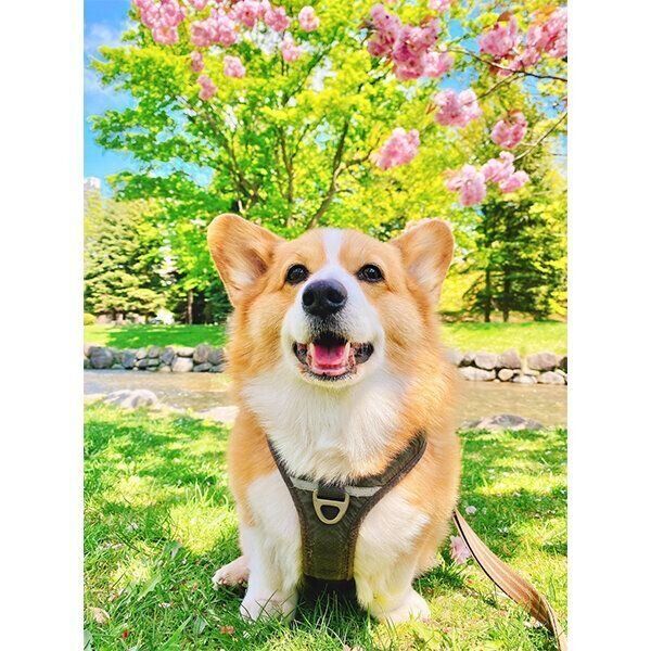 笑顔が可愛らしいこてつくん