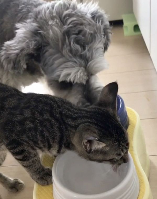 猫と一緒にゴハンを食べる犬