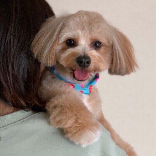 肩にのるソナくん