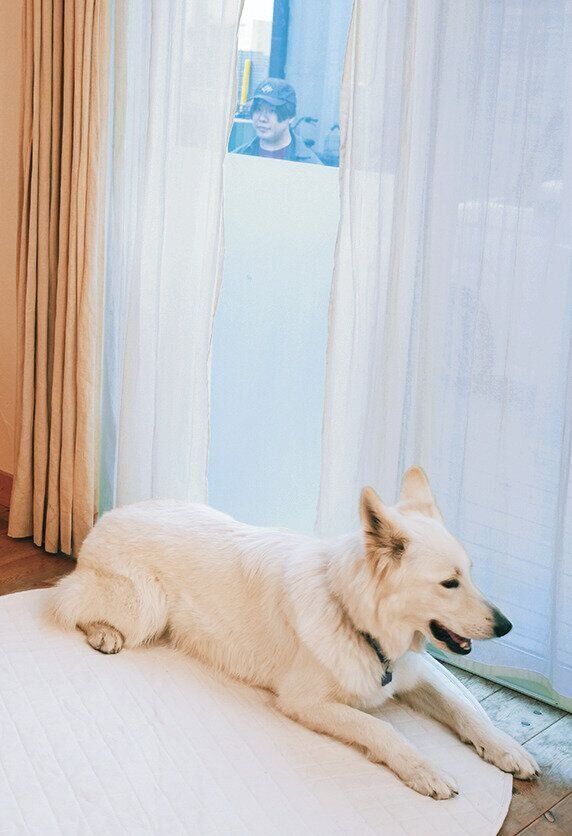 目隠しシートが貼られた窓と犬