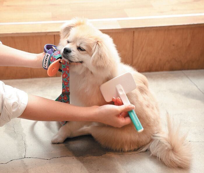 散歩のあとはブラッシング