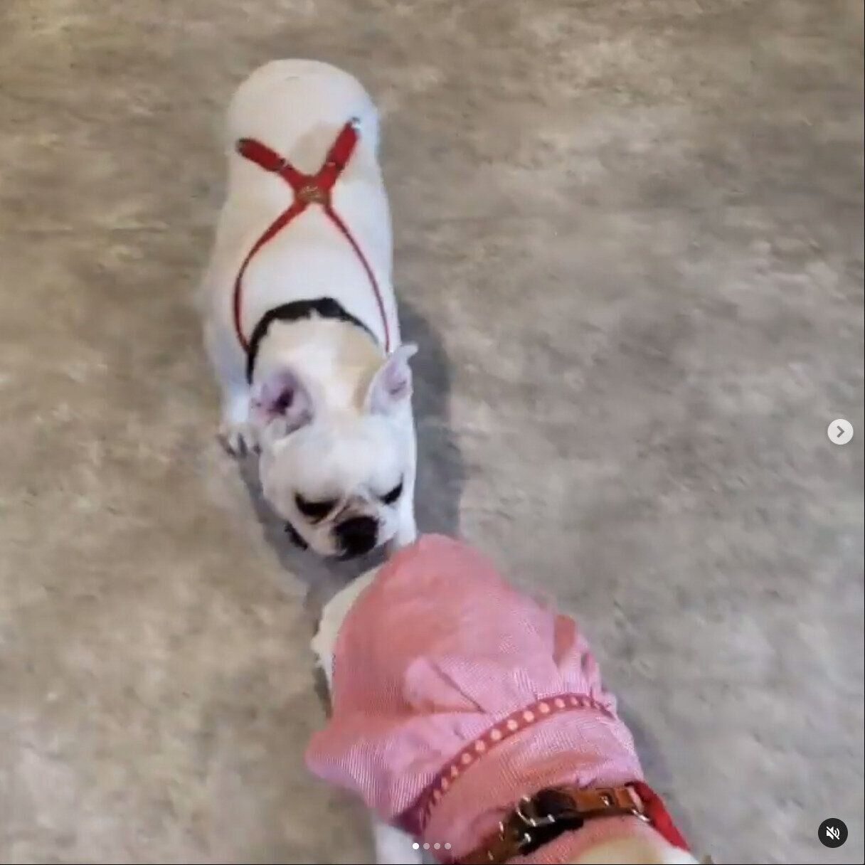 クンクンするエイトくん