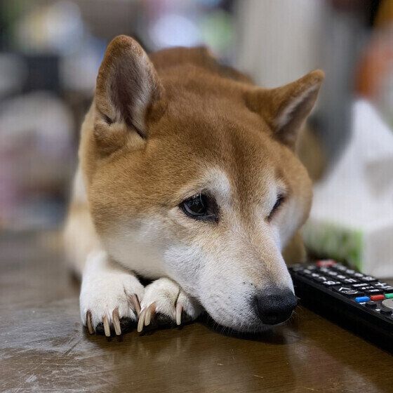 柴のウミくん♪