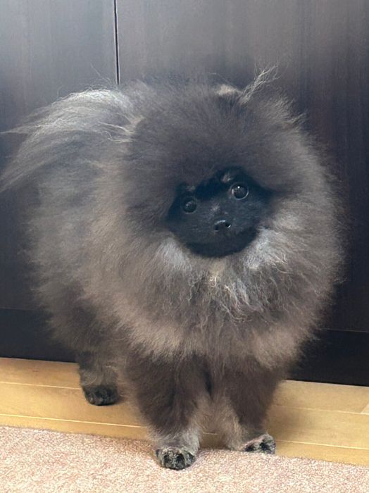 別の日のボンボンちゃん この日も違う“生き物”に間違えられたそう