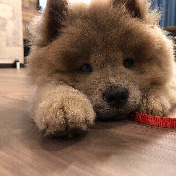 チャウ・チャウ