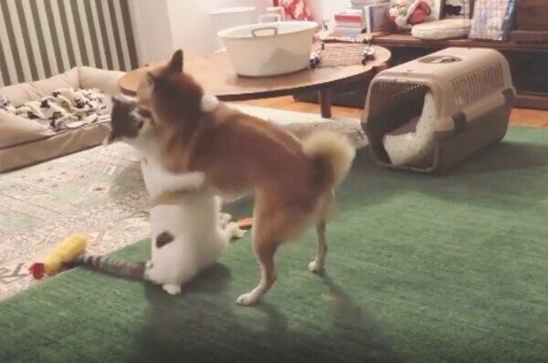 仲良くわんにゃんプロレスをするリンタローくんとちくわくん
