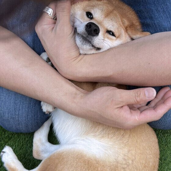 犬が人に『スリスリ』体を擦り付けてくる理由は？ いぬのきもち