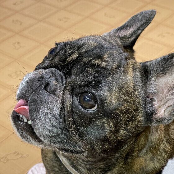 フレンチ・ブルドッグのはるちゃん