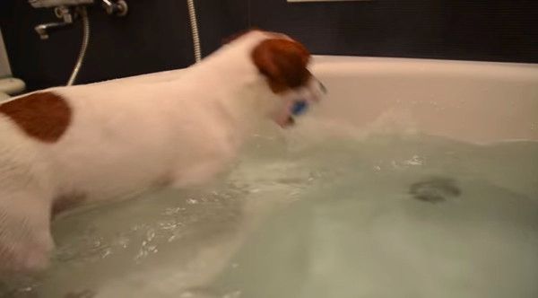 ボールが欲しいジャック・ラッセル・テリア