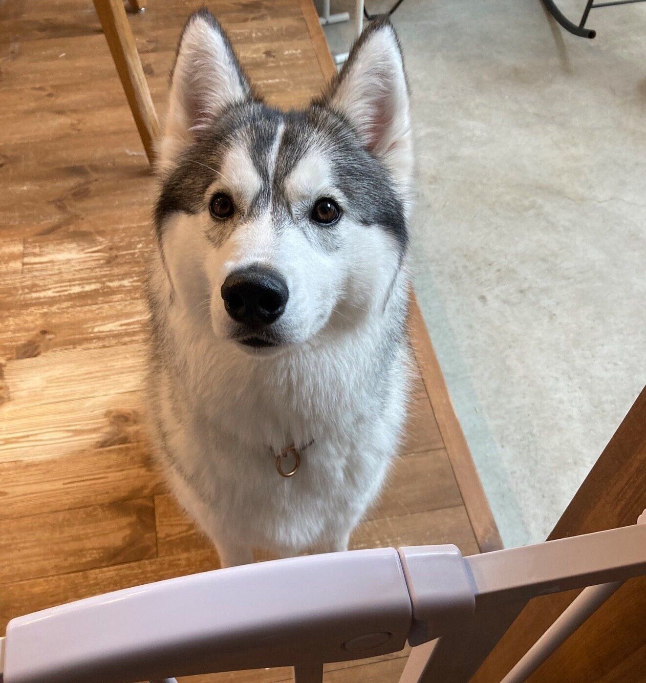 見つめる硯くん