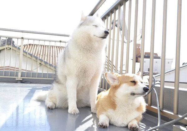 遠くを見つめるキャリーちゃんとムギちゃん