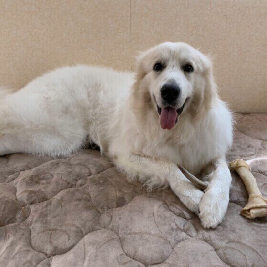 白くてモフモフの大型犬 サモエドとグレート ピレニーズって いぬのきもちweb Magazine