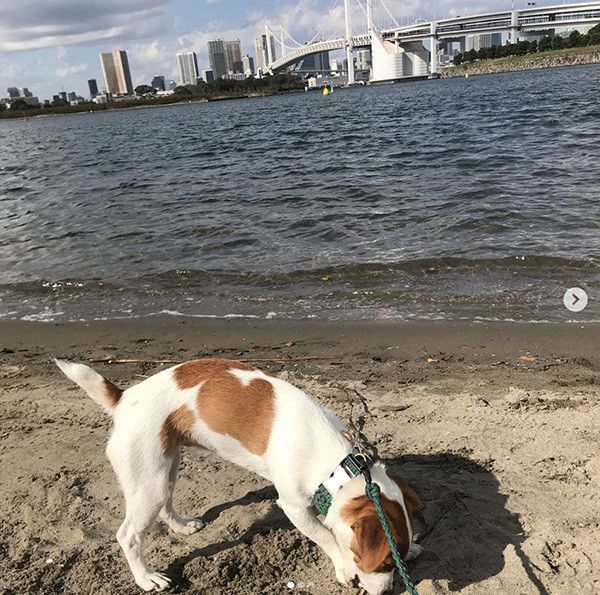 散歩するジャック・ラッセル・テリア