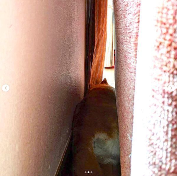 狭い場所に隠れる柴犬