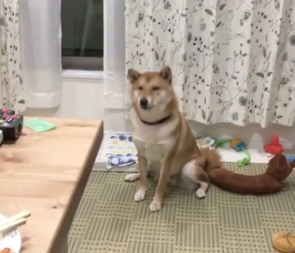 遠吠えする柴犬