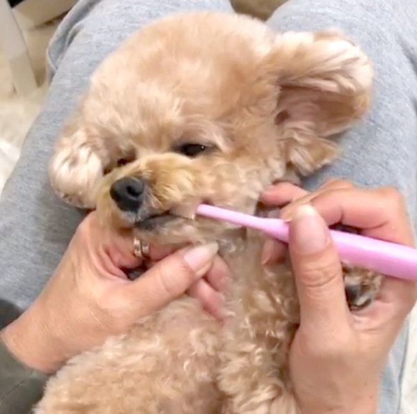 歯磨きをするトイ・プードル