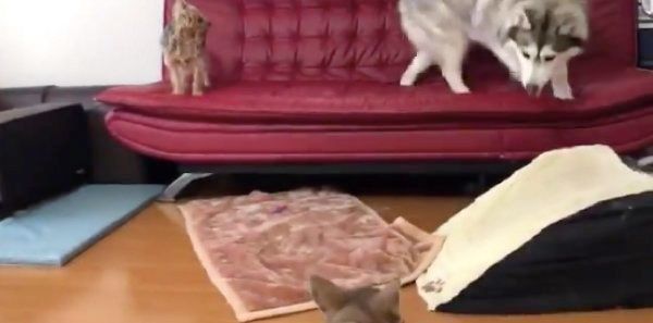 ソファに避難するアルカちゃん