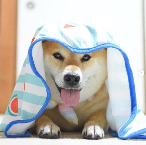 ひんやりマットをかぶる福くん