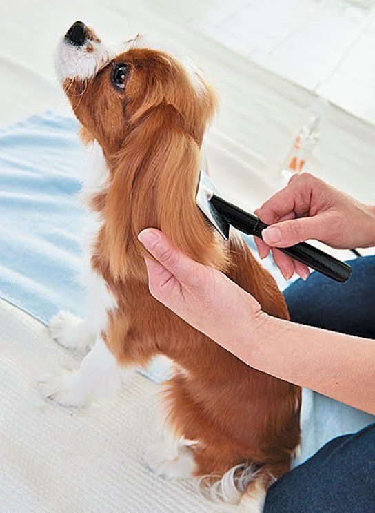 犬のドライヤー