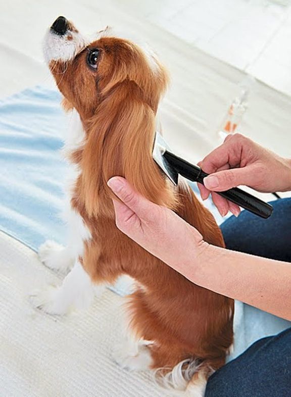 犬のドライヤー