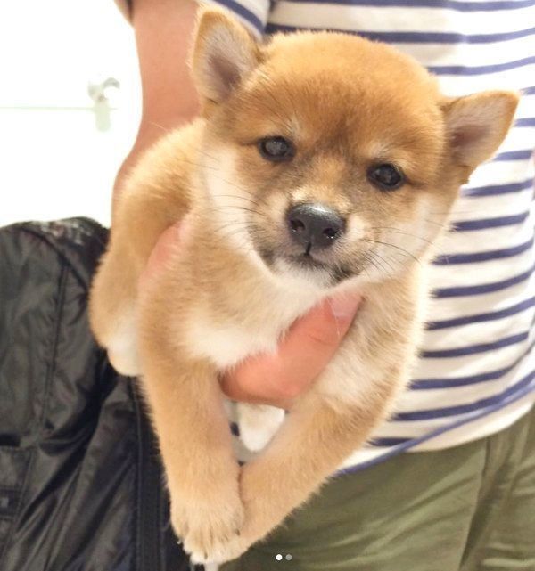 抱えられるにこちゃん