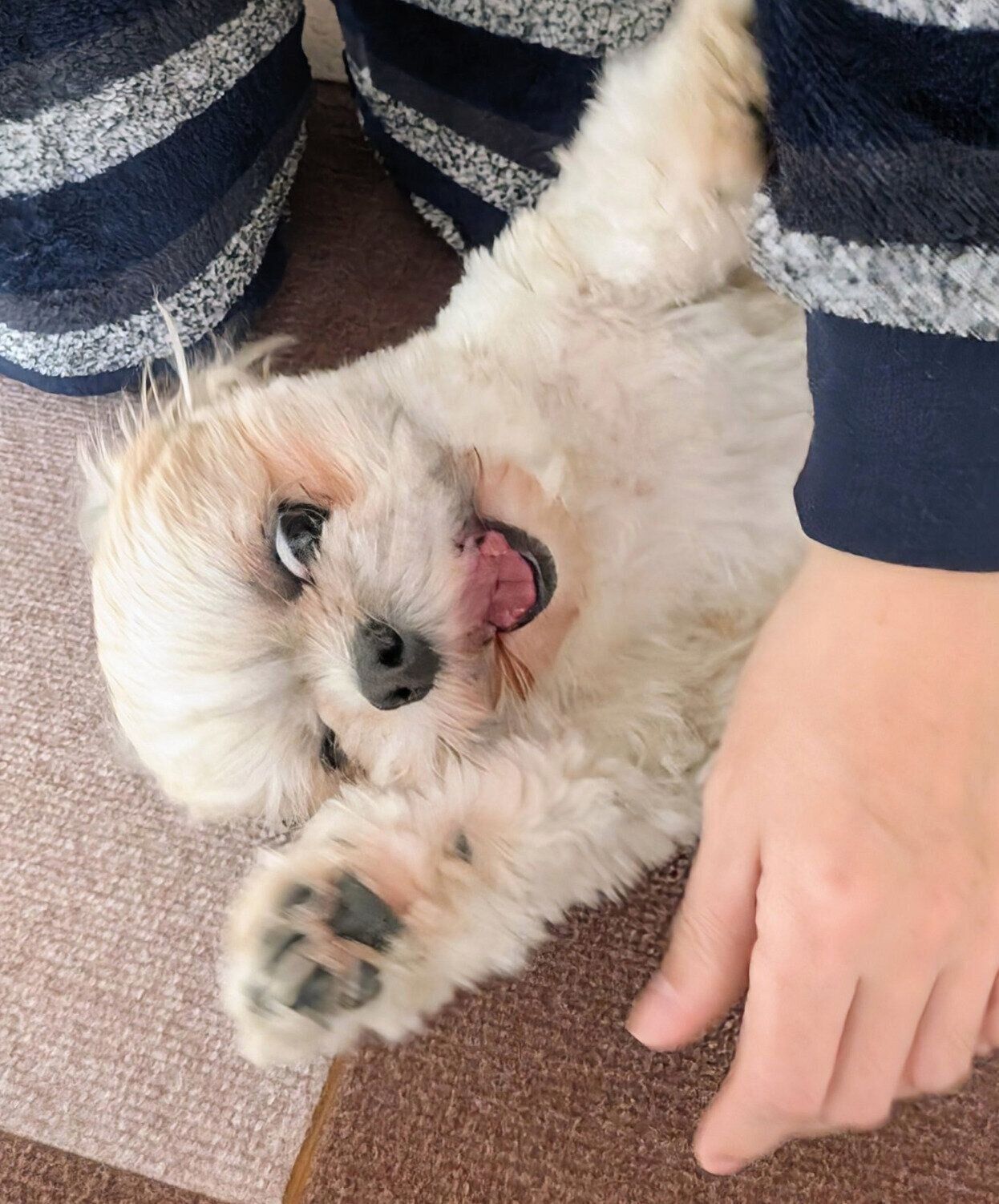 家の中で全力で遊ぶ楽くん