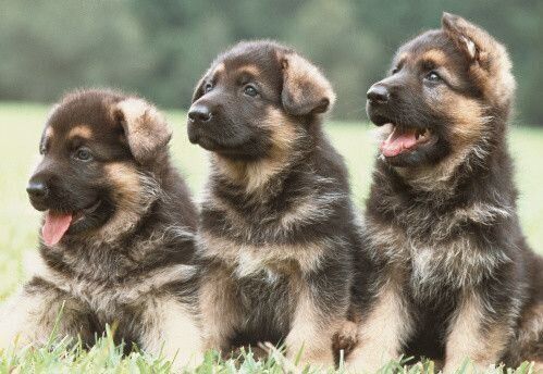 ジャーマン・シェパード・ドッグ