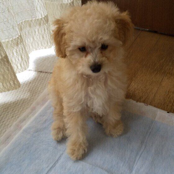 トイレトレーニング中のトイ・プードル