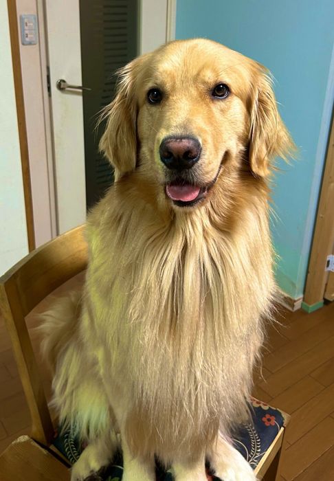 食卓へやって来たすいちゃん