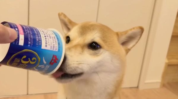 ヨーグルトを食べる柴犬