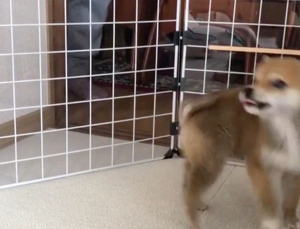 メンズが大好きな豆柴