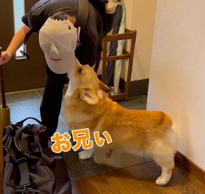 帰宅した息子さんに駆け寄るジノくん