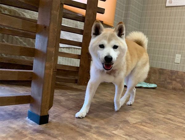 笑顔の小次郎くん