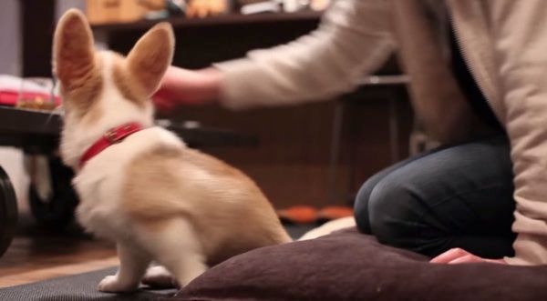 初めてお手ができたコーギー