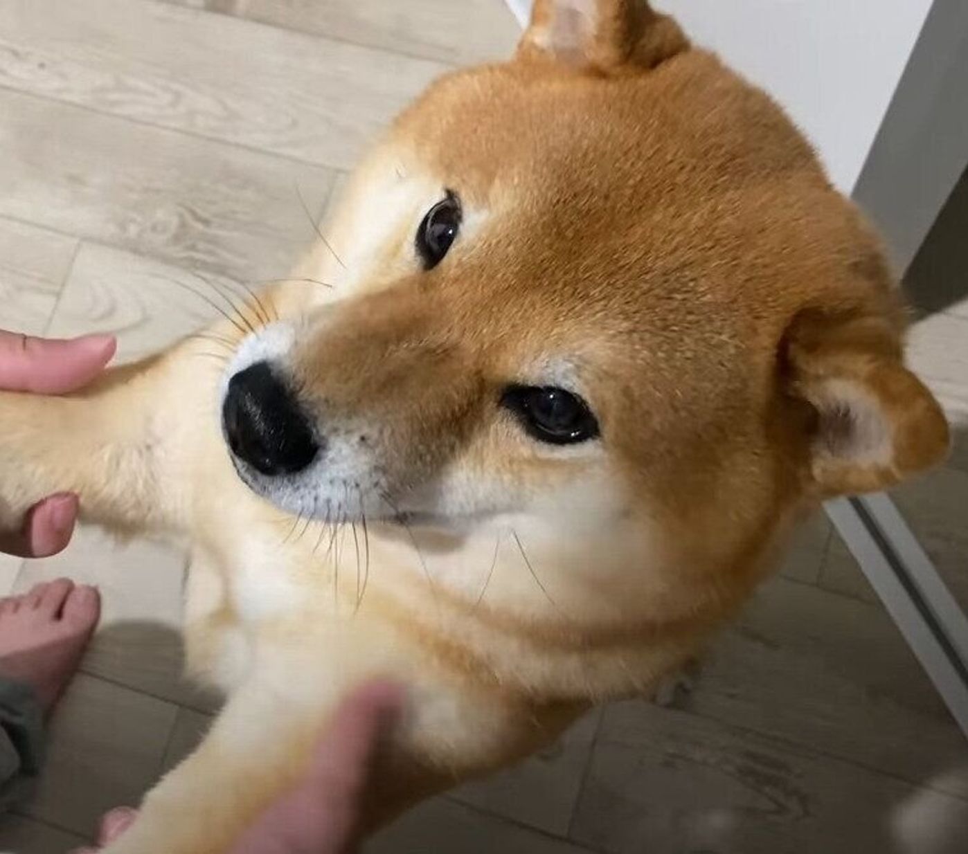 早くお風呂から出てきて パパさんとひと時も離れたくない 寂しがりやの柴犬ズ いぬのきもちweb Magazine 早くお風呂から出てきて パパさんとひと時も離れたくない 寂しがりやの柴犬ズ いぬのきもちweb Magazine
