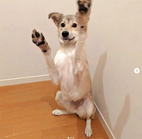 前足をあげるめるちゃん