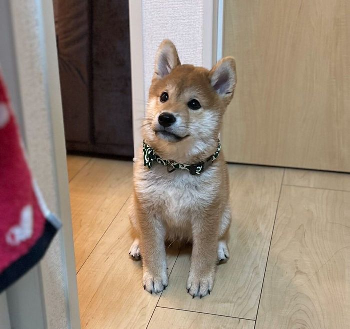 ゴハンを待っているまつりくん