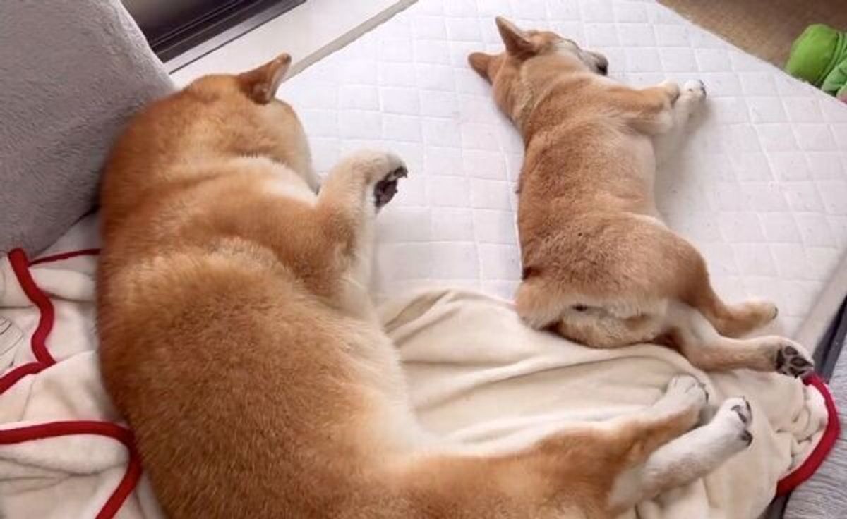 寝相が悪い妹犬が 最終的には 兄犬とまったく同じ寝姿に 尊すぎる光景 癒されます の声 いぬのきもちweb Magazine 寝相が悪い妹犬が 最終的には 兄犬とまったく同じ寝姿に 尊すぎる光景 癒されます の声 いぬのきもちweb Magazine