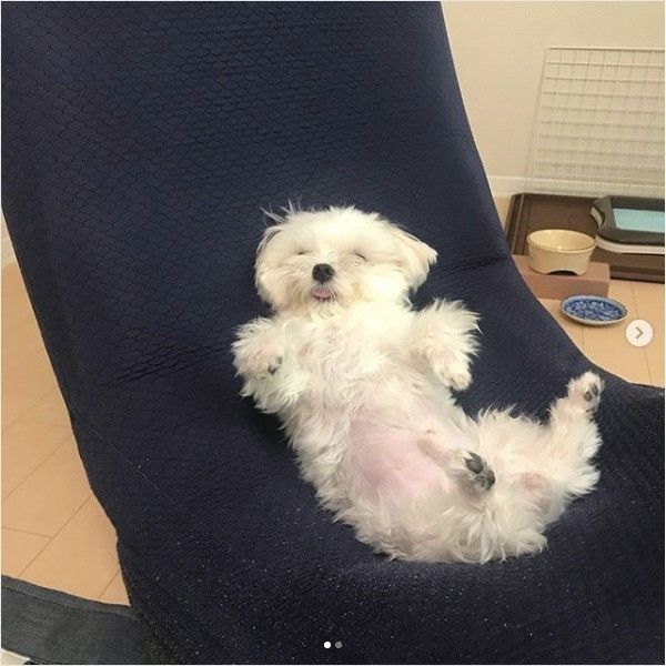 おっさん化ワンコ