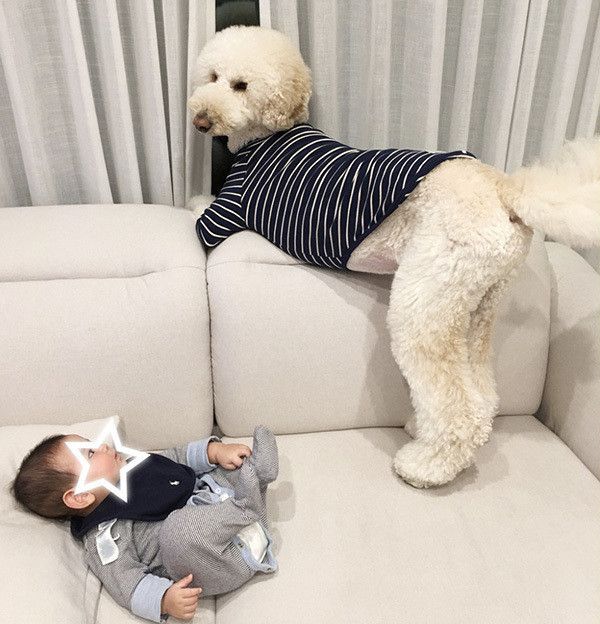 赤ちゃんとスタンダード・プードル