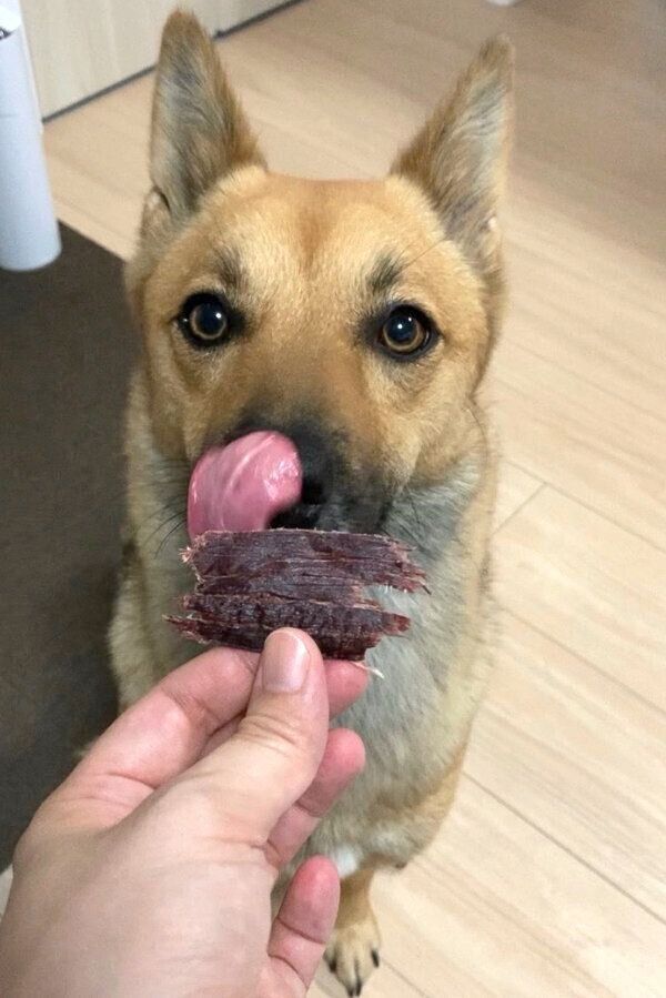 ジャーキーを見つめるいのちゃん
