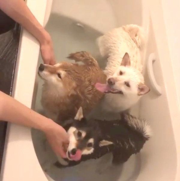 お風呂に入る柴犬