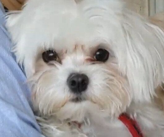 ボサボサのちゅーぶくん