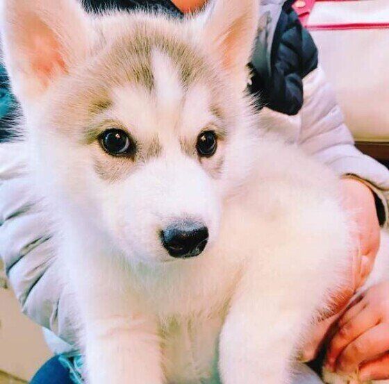 子犬のシベリアン・ハスキー