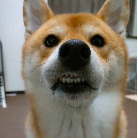 犬を歯磨き上手にさせるコツはある？ 犬の歯磨きの頻度と注意点を獣医師に聞いた いぬのきもち