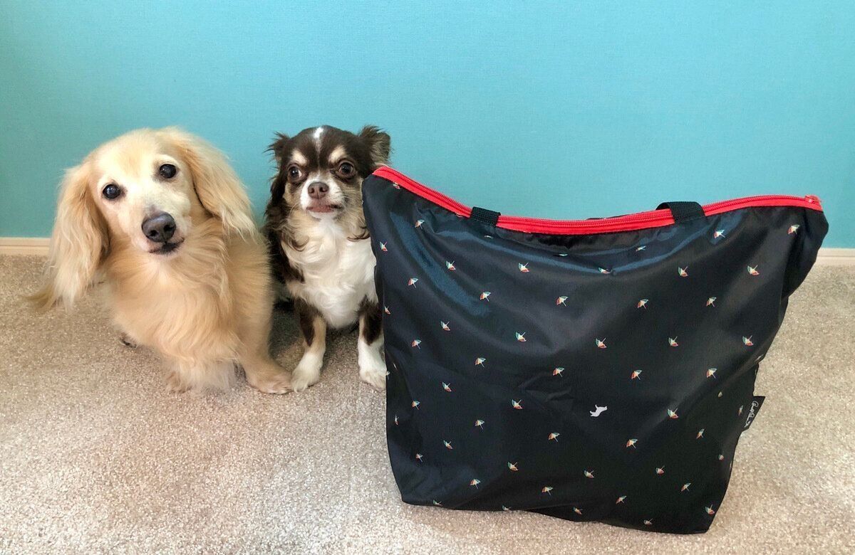 ダックスフンドとチワワ